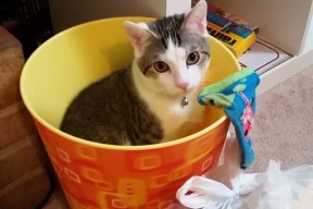 kaiyun开云体育-线上足球运动社交平台用户规模突破千万，推动全民运动，线上足球比赛什么app能买