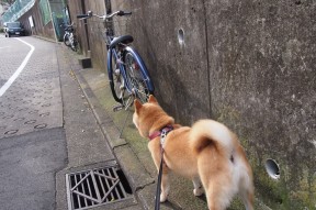 开云体育app在线-奥运会柔道项目规则调整提高比赛观赏性，奥运会柔道项目这么多