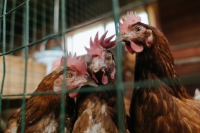 开云体育下载-选手直播间人气爆棚成功转型内容博主，主播转型明星