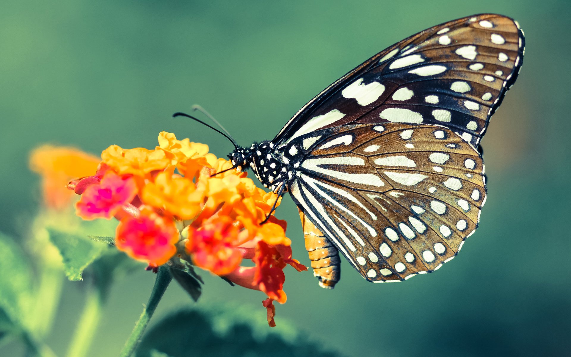 山西龙狮积极引导新人快速融入比赛体系,龙狮比赛视频