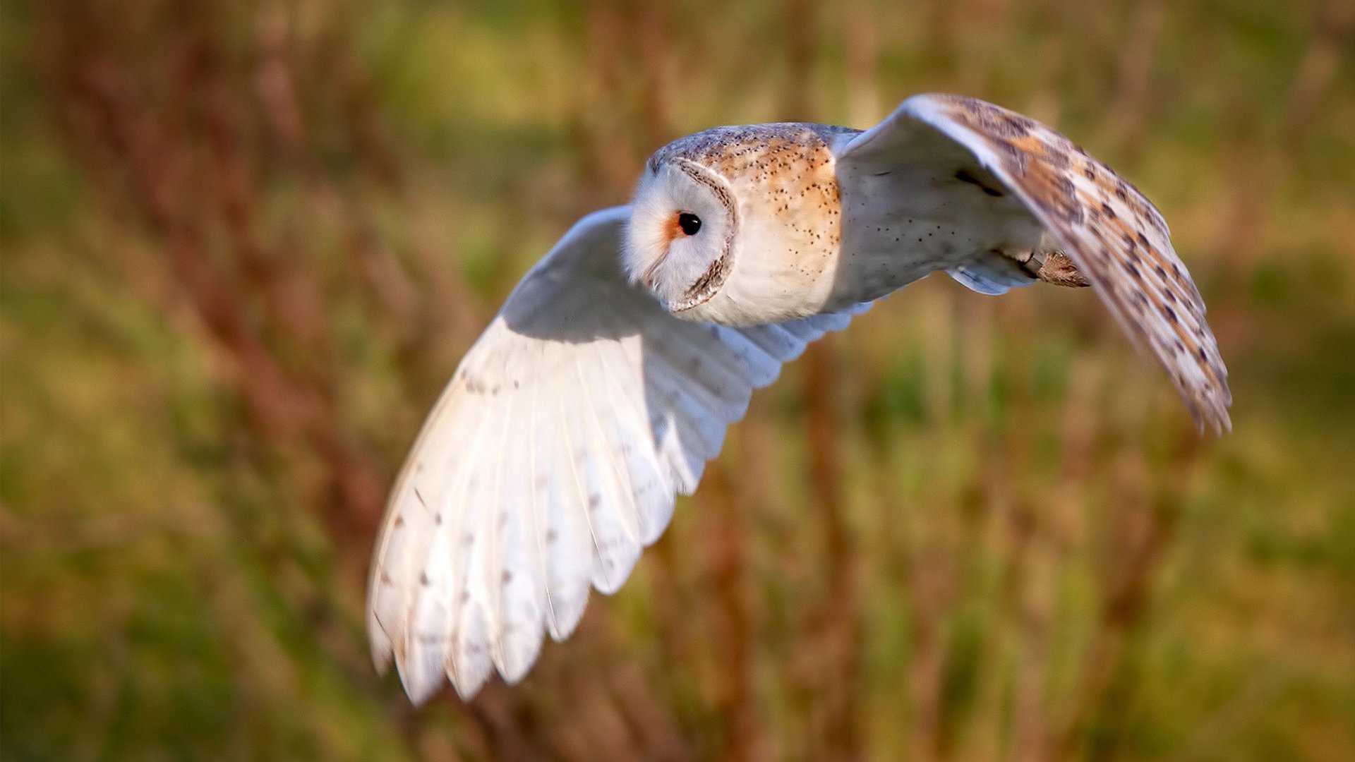波兰队在国际乒联混合团体世界杯中的团体协作分析,波兰乒乓球选手
