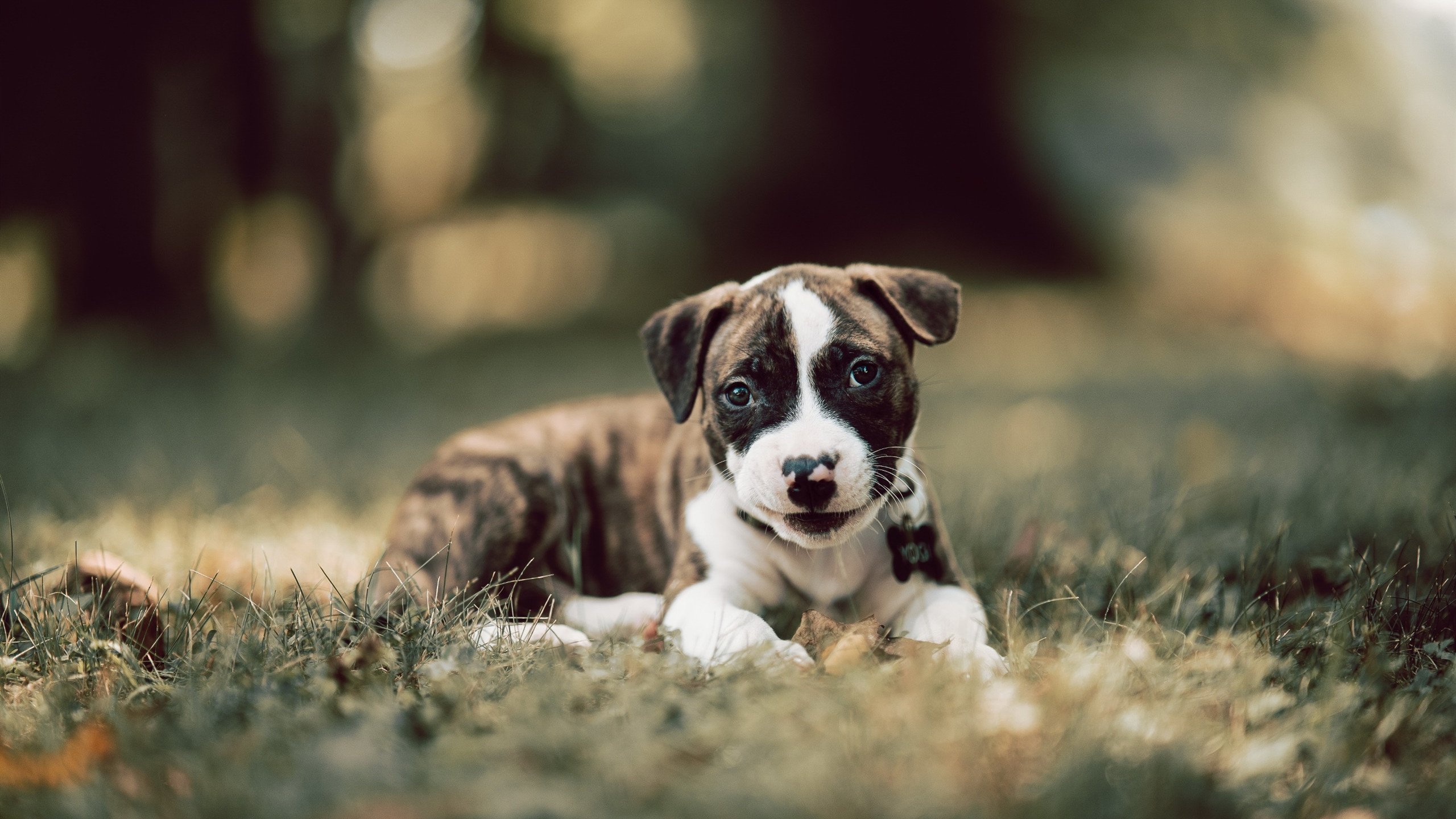 王者荣耀顶级打野选手状态回暖表现惊艳,王者荣耀顶级打野英雄