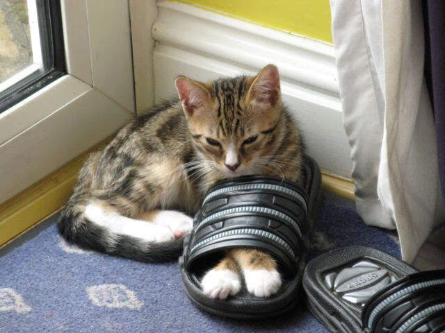 裁判执法标准统一推动赛事公平,裁判执法能力