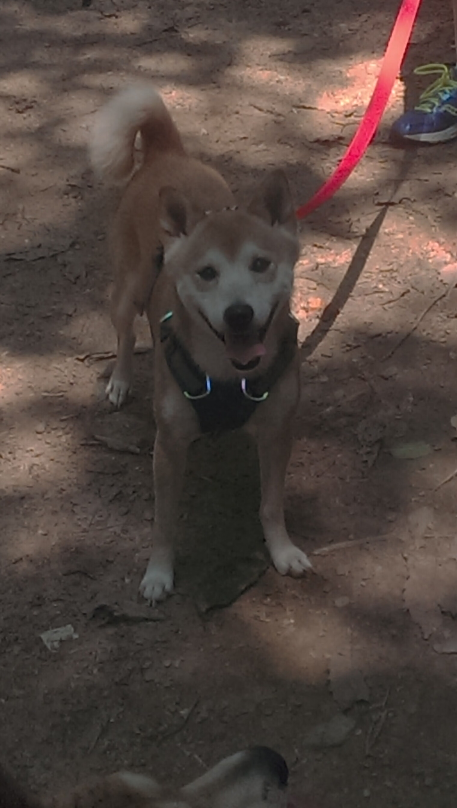 50蛙短兵相接 普里戈达不容小觑