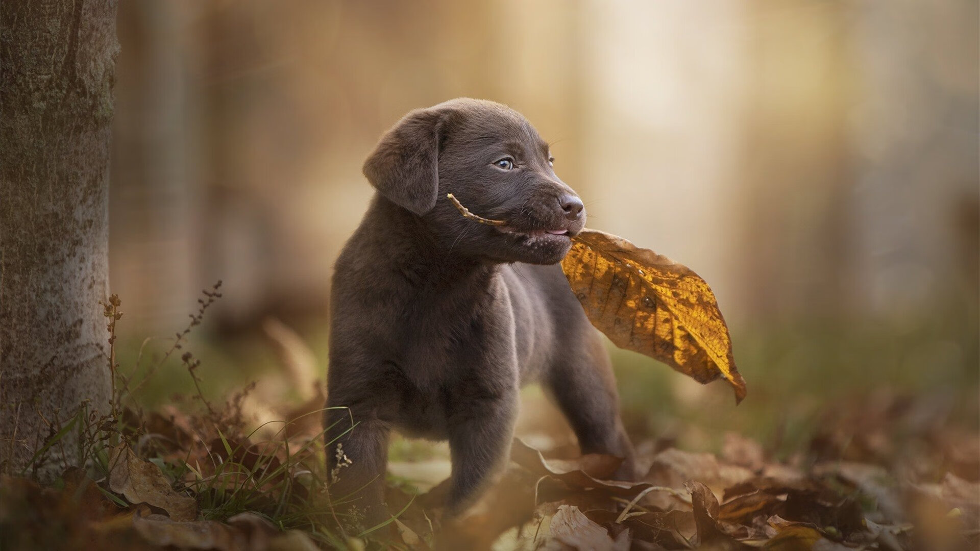 CBA球队设立内部评估体系提高训练针对性,cba组建球队