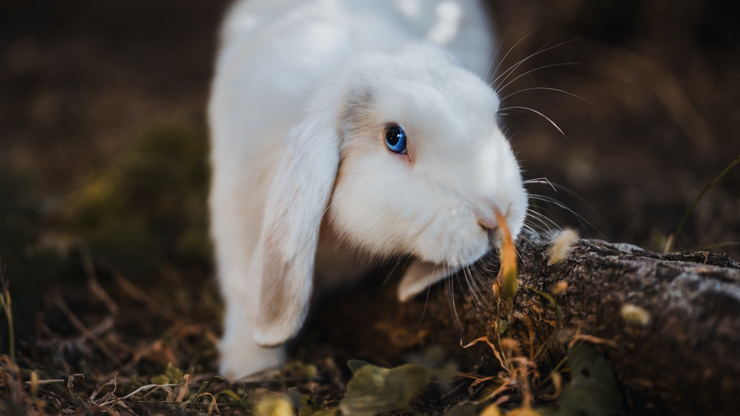 世界杯精彩瞬间:每一秒都令人热血沸腾!,世界杯经典视频
