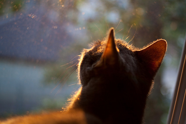 利物浦欧冠征途逐步展开,追逐欧洲荣耀