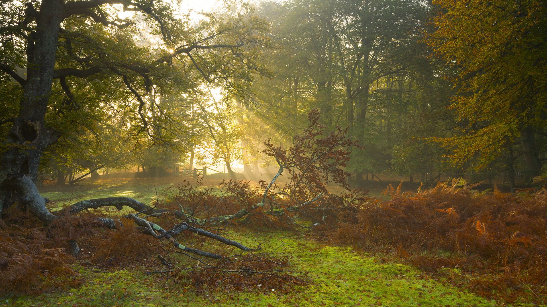 巴特尔在防守端的精彩发挥,为袋鼠队创造反攻机会,nba巴特尔