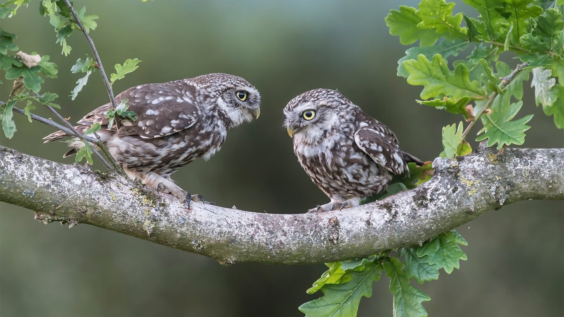 库里客串解说展现不一样的篮球智慧,库里篮球比赛解说