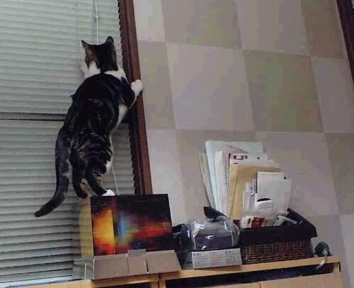 教练临场调整迅速,战术反应敏捷,教练员临场指挥的六个因素