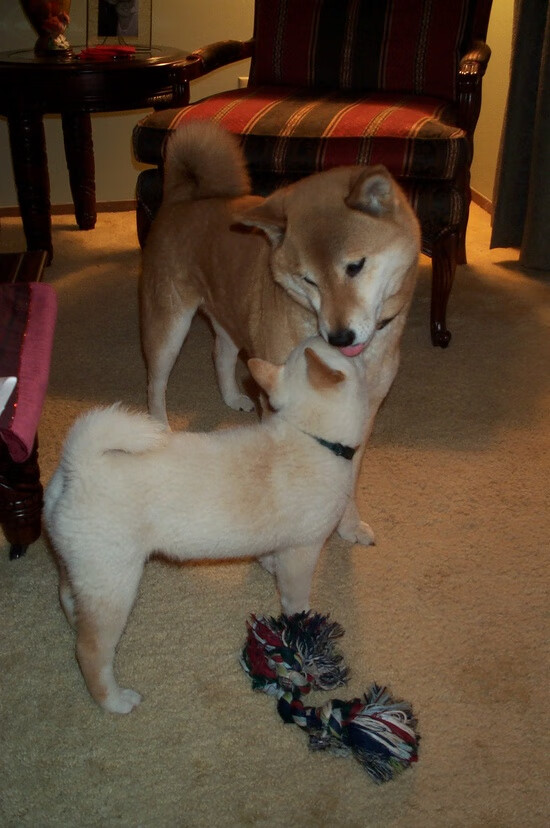 欧洲杯战场:战术智商与球员发挥的极致竞技,欧洲杯比赛分析推荐